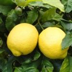 lemons