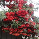 mountainash