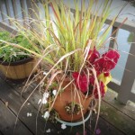 plants on deck