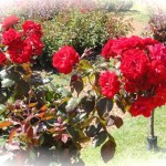 rosas