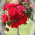 rose 1