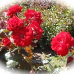 rose 2